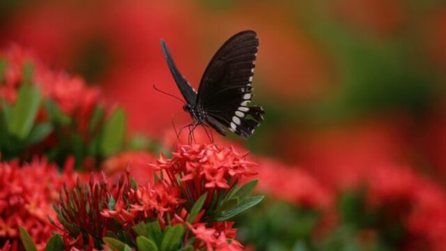 クロアゲハのスピリチュアルな意味は？見かけた場所別のメッセージも