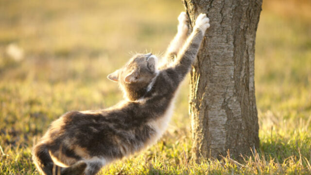 待ち受けを猫にすると運気アップ！恋愛に効果ありって本当？