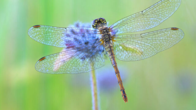 トンボが示すスピリチュアルな意味は？色や数で異なるトンボの知らせ