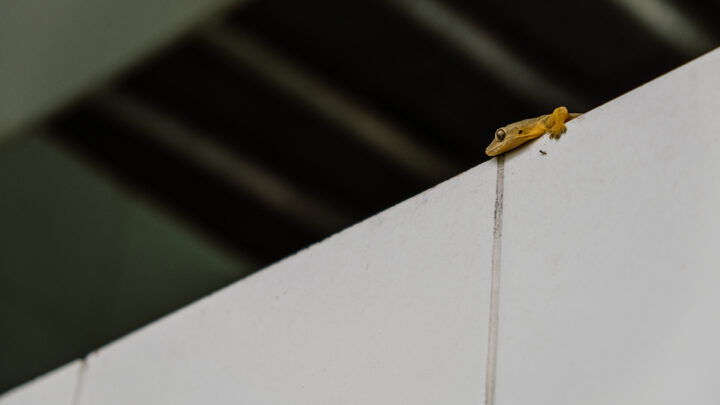 ヤモリは龍神の使い？縁起が良い理由と幸運体験の口コミをご紹介 