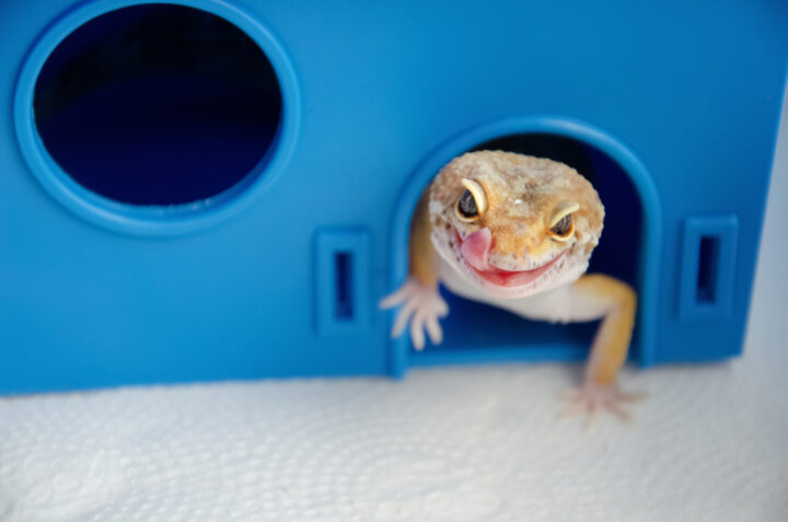 ヤモリは龍神の使い？縁起が良い理由と幸運体験の口コミをご紹介 