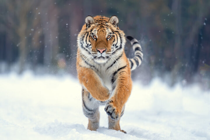 虎の画像は金運アップの待ち受け？金運アップの効果絶大な動物をご紹介