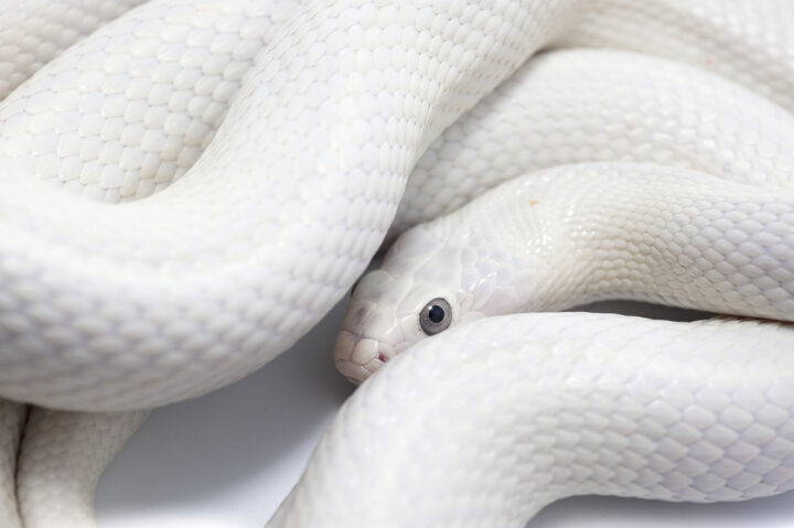 白蛇の待ち受け効果とは？無料の金運アップ待ち受け2023を紹介！