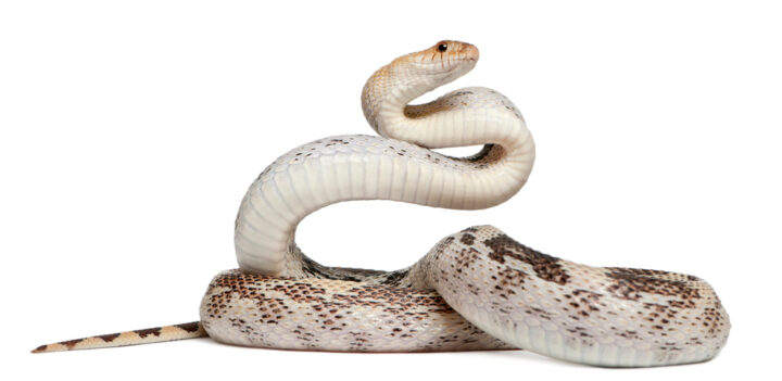 白蛇の待ち受け効果とは？無料の金運アップ待ち受け2023を紹介！