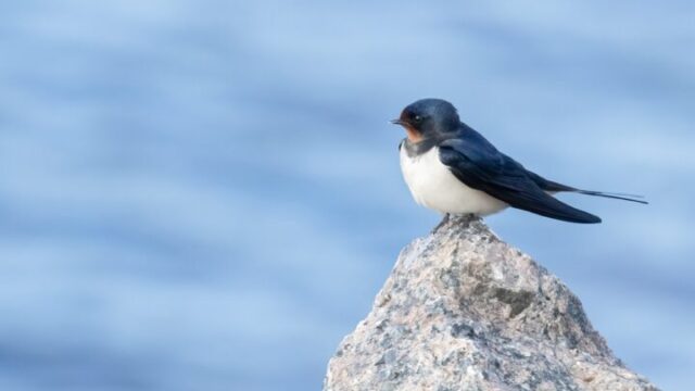ベランダに鳥が来る理由とは？スピリチュアル的な意味や口コミを紹介