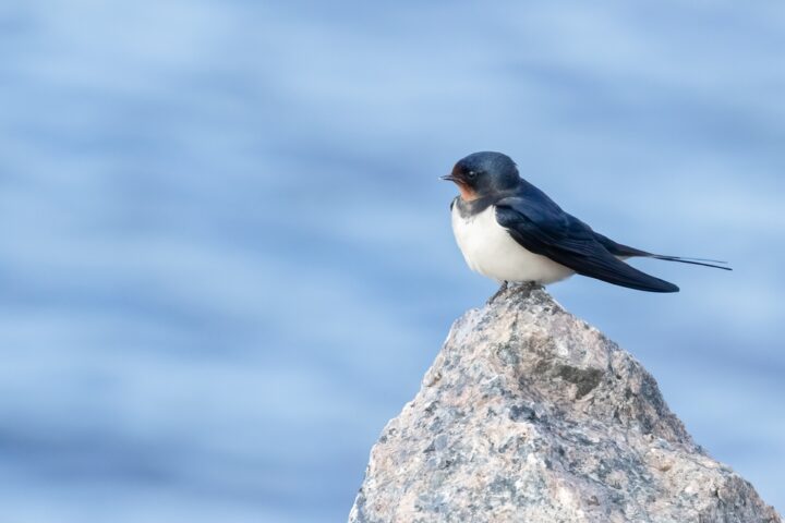 ベランダに鳥が来る理由とは？スピリチュアル的な意味や口コミを紹介