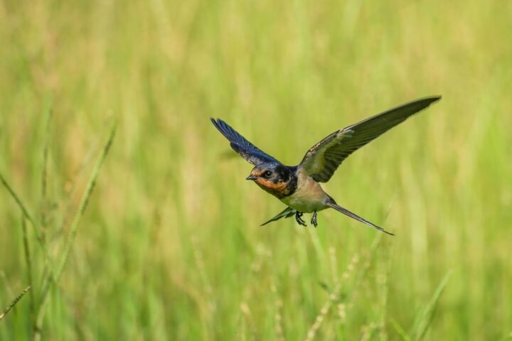 ベランダに鳥が来る理由とは？スピリチュアル的な意味や口コミを紹介