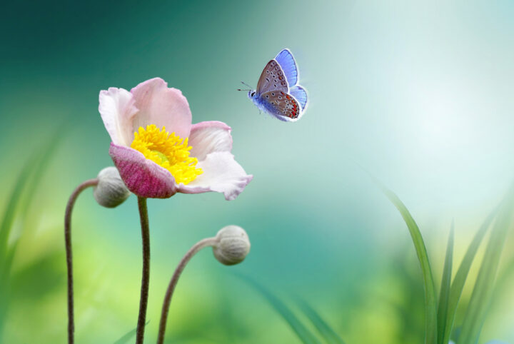 蝶のスピリチュアルなメッセージは？見かけた状況や色別の意味も解説 