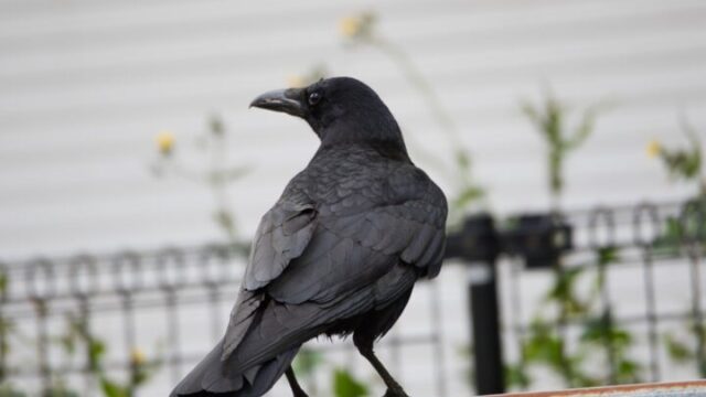 カラスのスピリチュアルなメッセージとは？幸運の兆し？