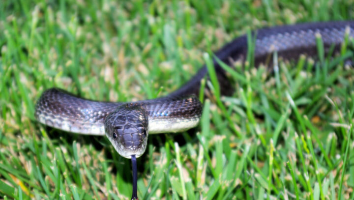 蛇の夢を蛇の色別で解説！宝くじが当たるのは何色の蛇の夢を見た時？