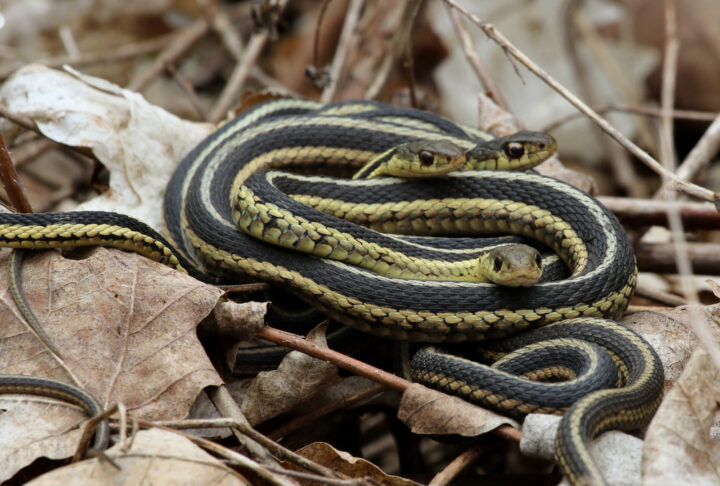 蛇の夢を蛇の大きさや数でも解説！蛇の夢を見た時のそれぞれの意味は？