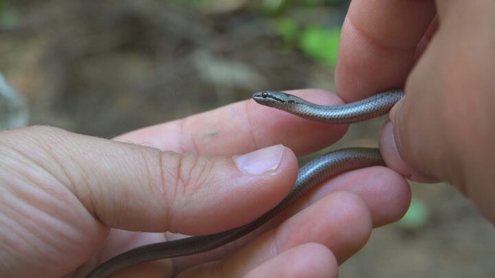 蛇の夢を蛇の行動や状況別で意味を解説！蛇に噛まれる夢は吉夢？凶夢？