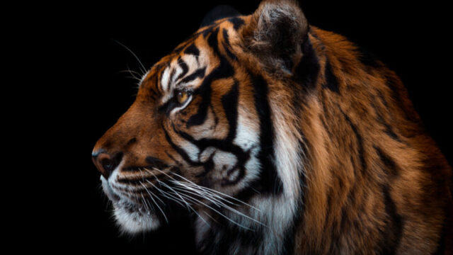 寅の日の意味とは？寅の日にやってはいけないこともご紹介！