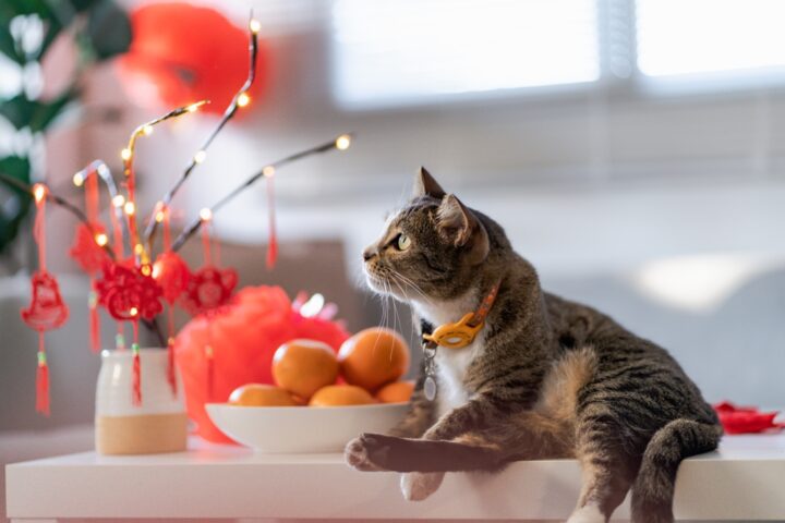 宝くじが当たりやすい干支は？2023年の宝くじが当たりやすい人を紹介！ 